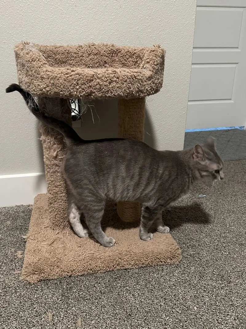 Samantha thumbnail 2