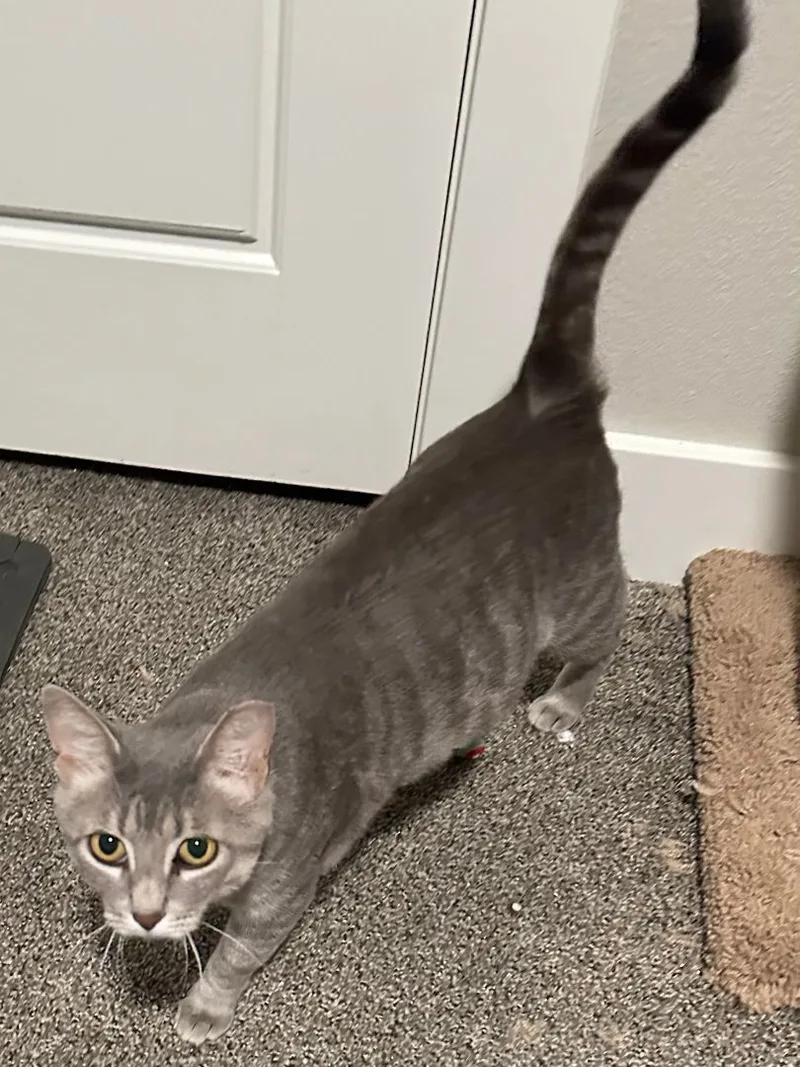 Samantha thumbnail 3