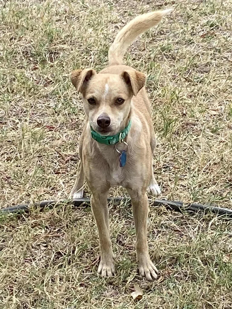 Chestnut thumbnail 2