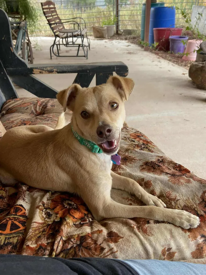 Chestnut thumbnail 3