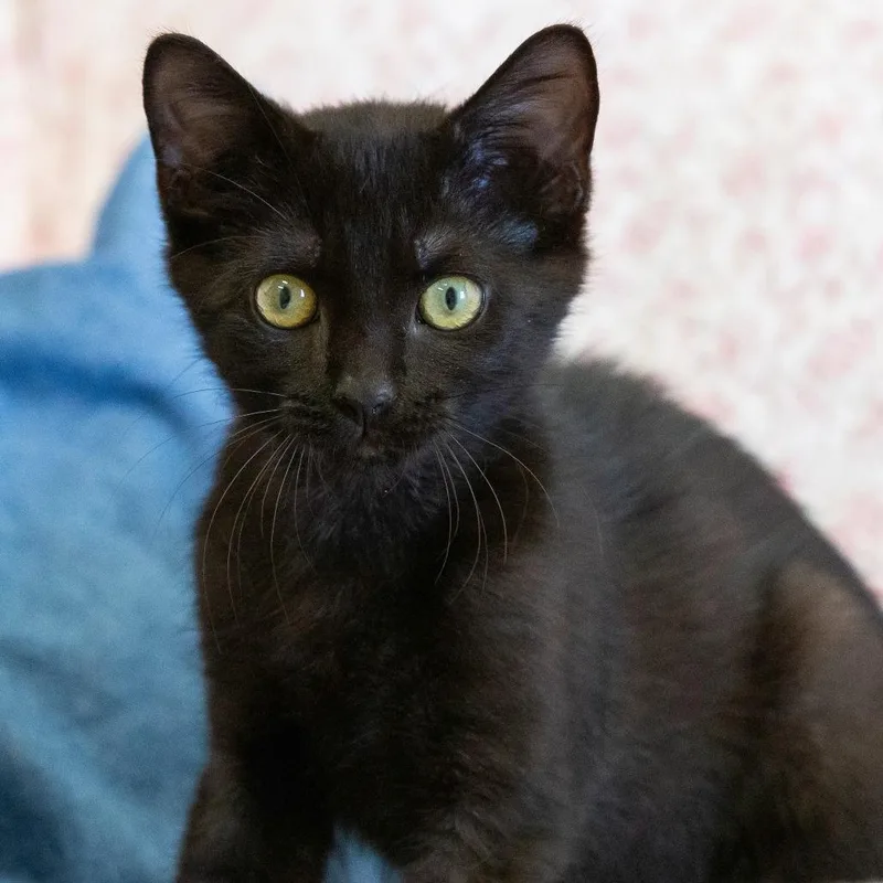 A baby small-sized male Domestic Short Hair cat named Pudding for adoption in Cartersville, GA