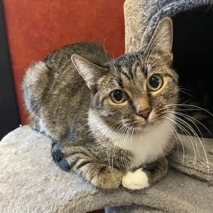 An adult medium-sized female Tabby (Brown / Chocolate) Domestic Short Hair cat named Abby for adoption in Rochester, MN