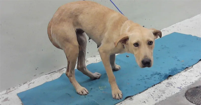 A young medium-sized female Labrador Retriever dog named Stella for adoption in Houston, TX