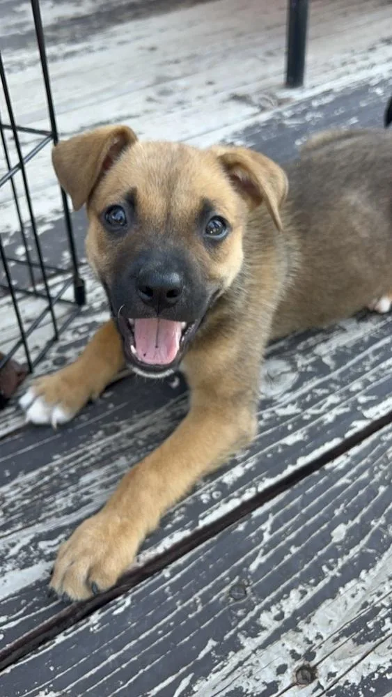 Arlo