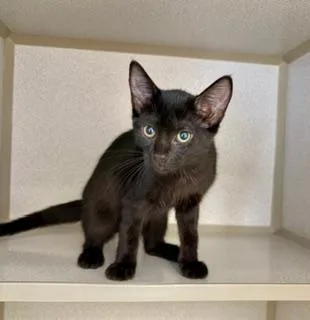 A baby small-sized female Black Domestic Short Hair cat named Ash for adoption in Winter Haven, FL