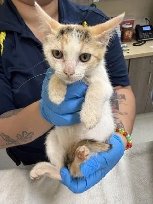 A baby small-sized female Domestic Short Hair cat named Trinity for adoption in Honolulu, HI