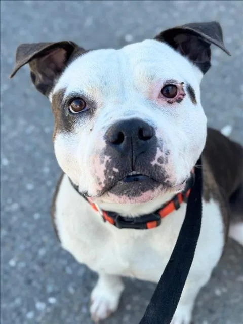 An adult medium-sized male Pit Bull Terrier dog named Shiloh for adoption in Woodland, CA