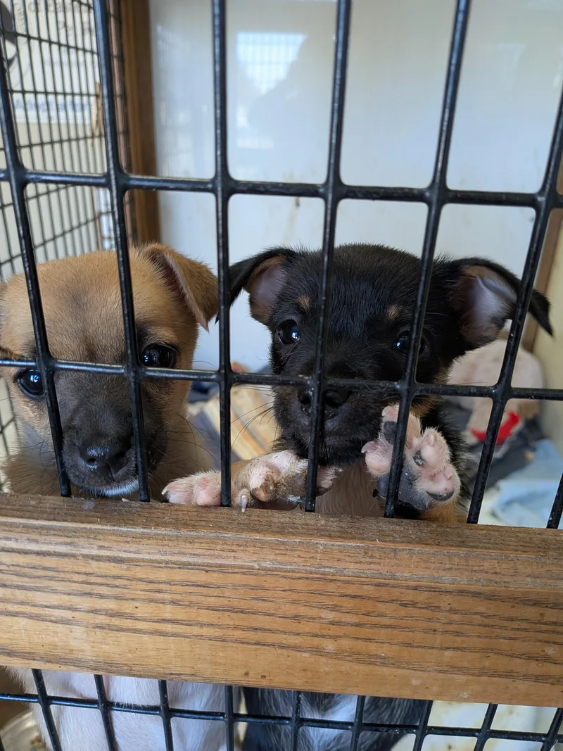 A baby small-sized male Chihuahua dog named Chihuahua puppies for adoption in Hermiston, OR