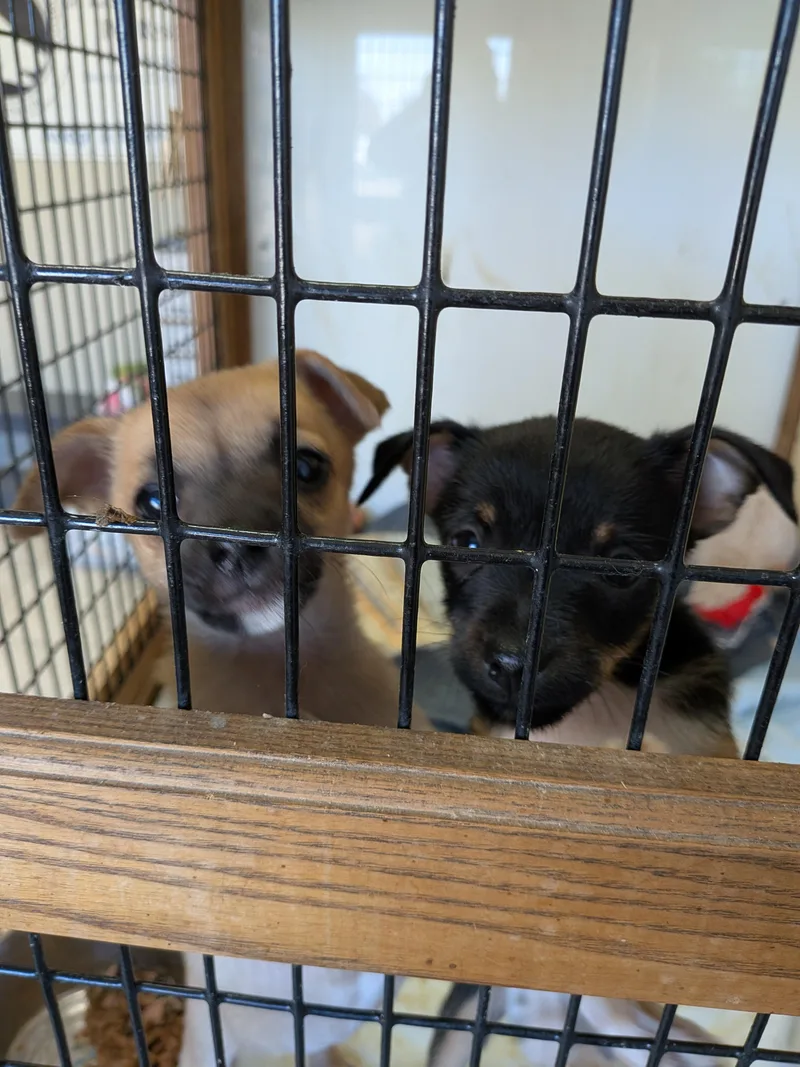 Chihuahua puppies thumbnail 2