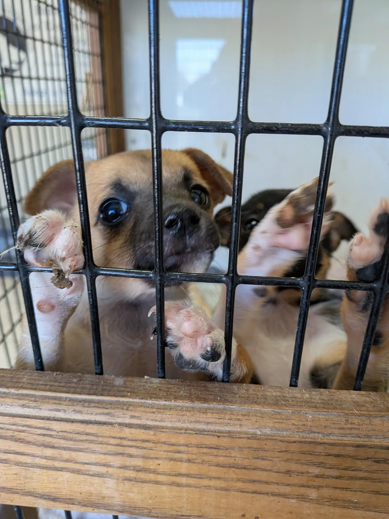 Chihuahua puppies thumbnail 3