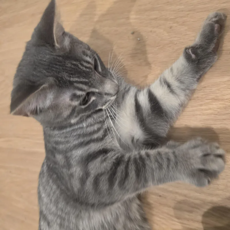 A baby medium-sized male Tabby (Gray / Blue / Silver) Tabby cat named Churo for adoption in Lawrenceville, GA