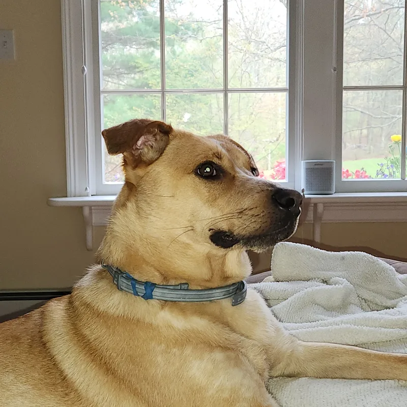 Rani  Local April thumbnail 2