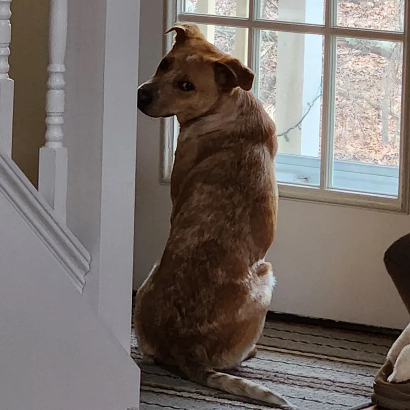 Rani  Local April thumbnail 6