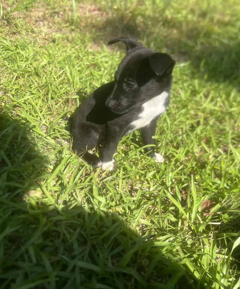 A baby small-sized male Black Jack Russell Terrier dog named Freddy for adoption in Cordova, TN