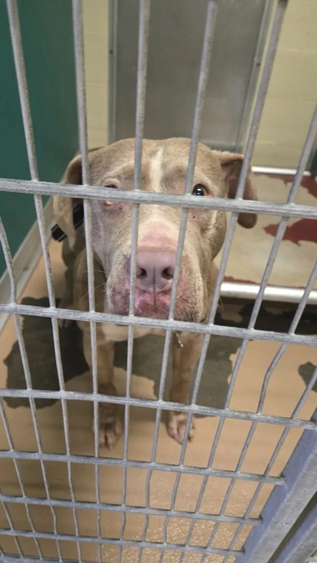 An adult large-sized male Pit Bull Terrier dog named Blue for adoption in Texas City, TX