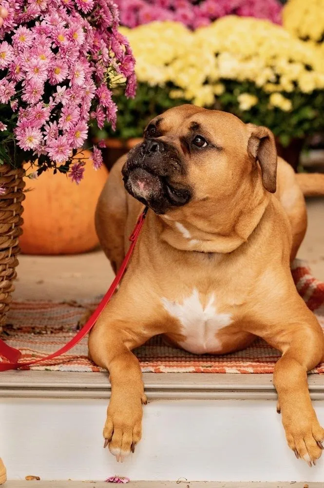 Bo Jangles thumbnail 2