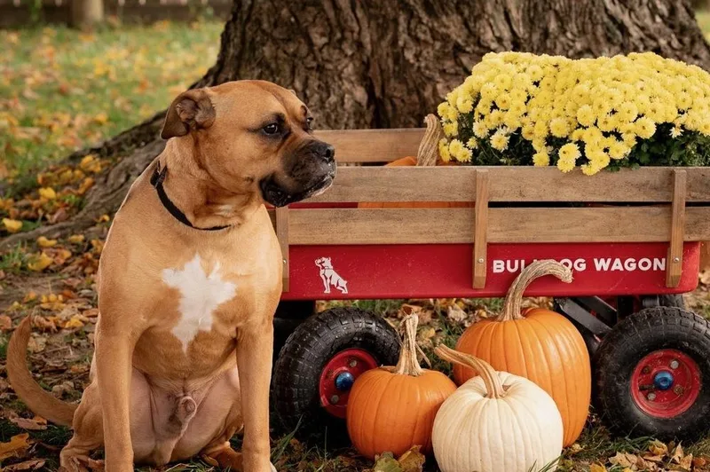 Bo Jangles thumbnail 3