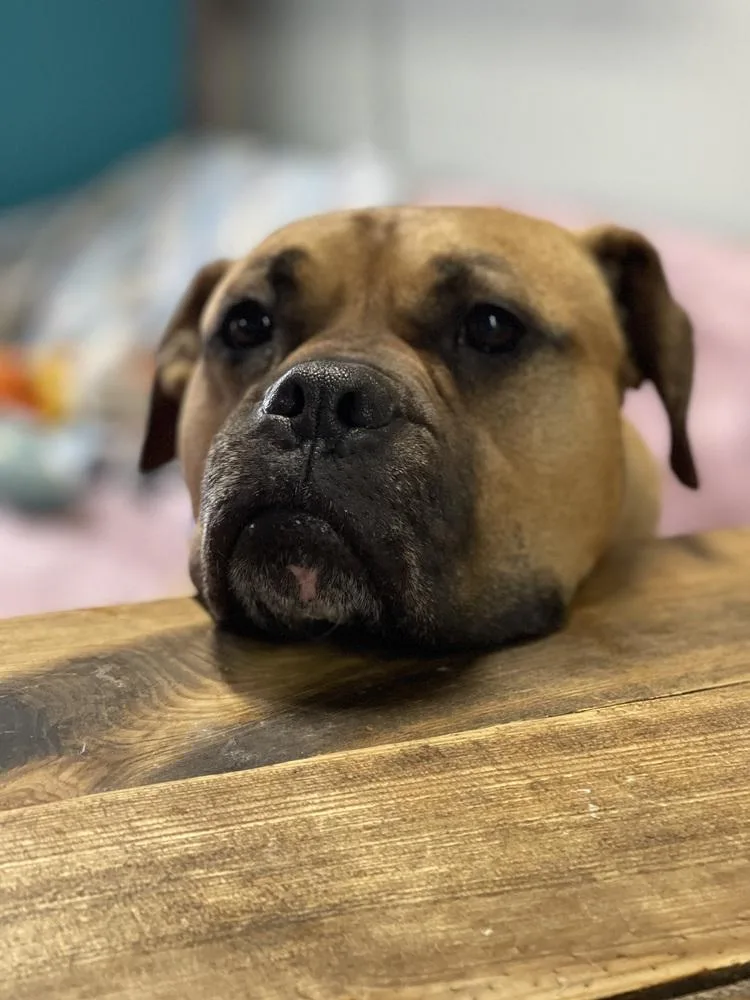 Bo Jangles thumbnail 4