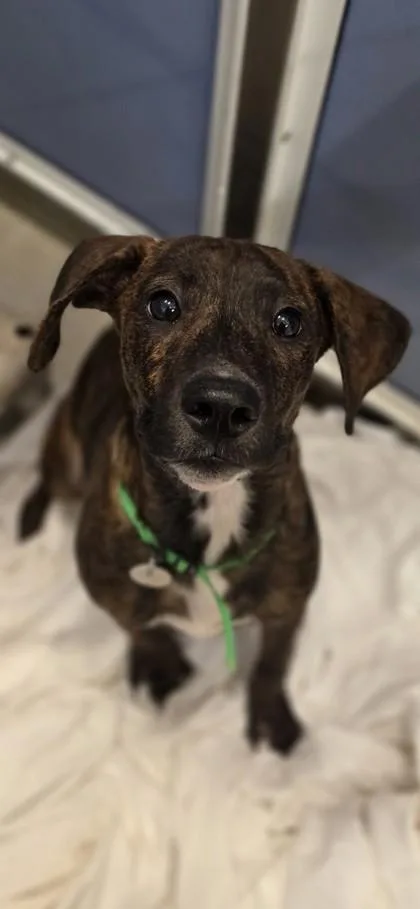 A baby medium-sized male Whippet dog named Peyton for adoption in Honolulu, HI
