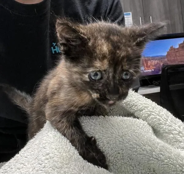 An adult small-sized female Domestic Short Hair cat named Duey for adoption in Oceanside, CA