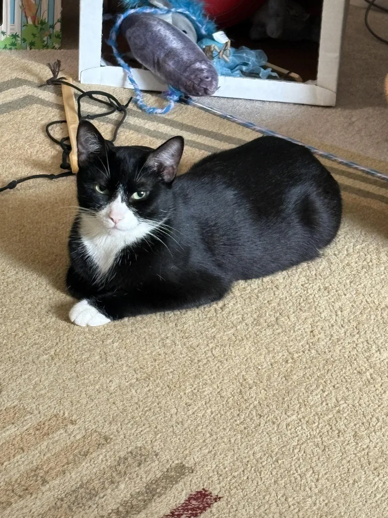 An adult medium-sized female Black & White / Tuxedo Domestic Short Hair cat named Cypress for adoption in Herndon, VA