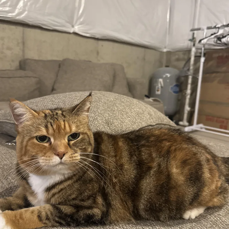 An adult medium-sized female Calico cat named Dill and Faye for adoption in Richland , MI
