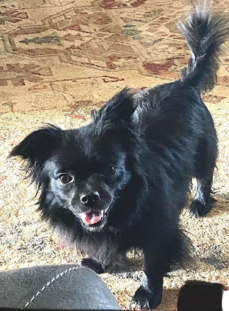 An adult small-sized male Black Papillon dog named Miguel for adoption in Mount Airy, NC