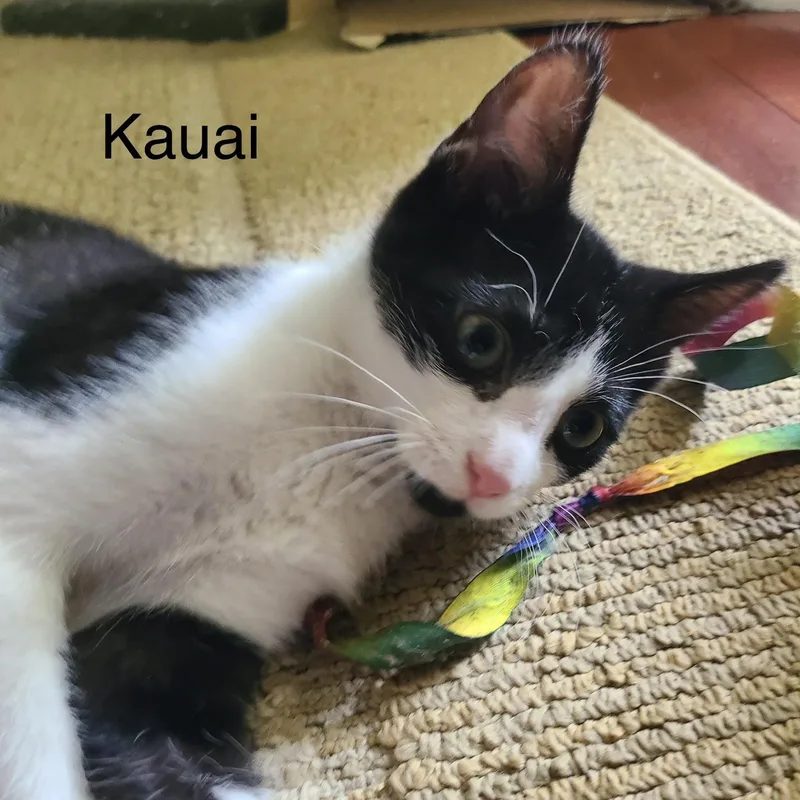 A baby medium-sized male Black & White / Tuxedo Domestic Short Hair cat named Kauai for adoption in Menasha, WI