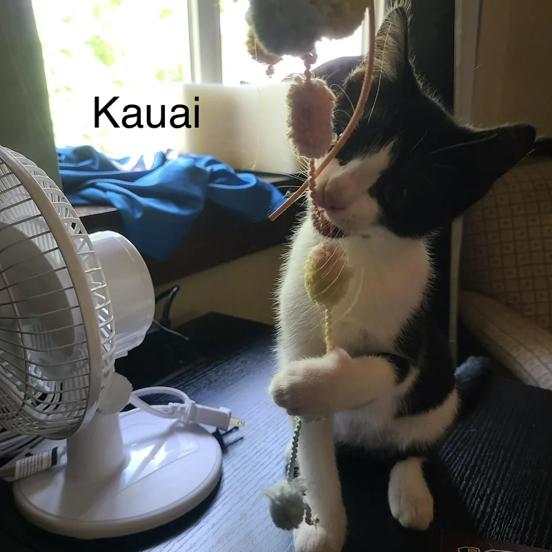 Kauai thumbnail 3