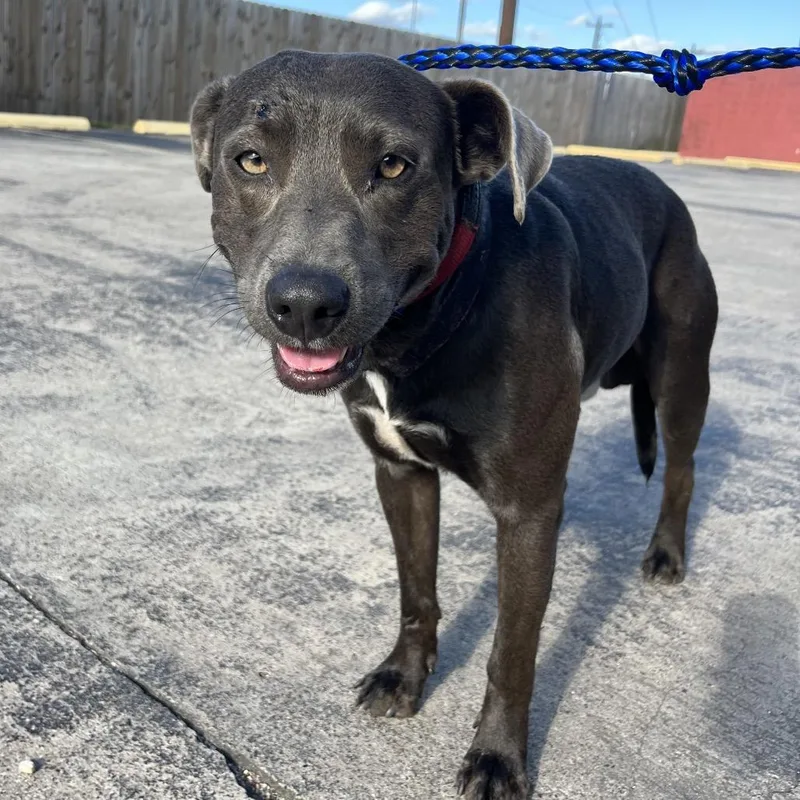 An adult medium-sized male American Staffordshire Terrier dog named Boomer for adoption in Lake Jackson, TX