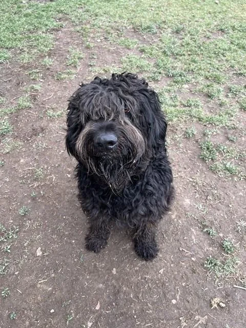 A young large-sized male Poodle dog named Jasper for adoption in Riverside, CA