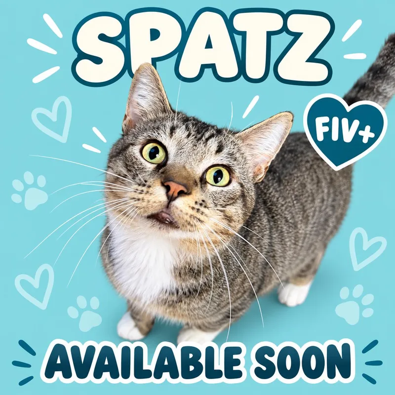 An adult large-sized male Domestic Short Hair cat named Spatz for adoption in Marshall, MO