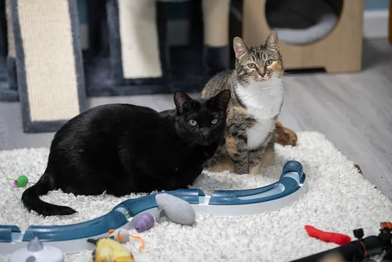 Licorice thumbnail 4