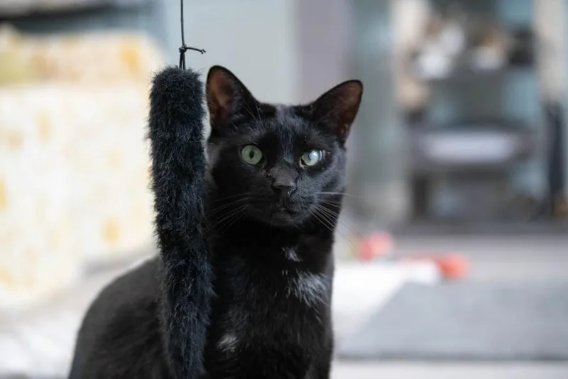 Licorice thumbnail 5