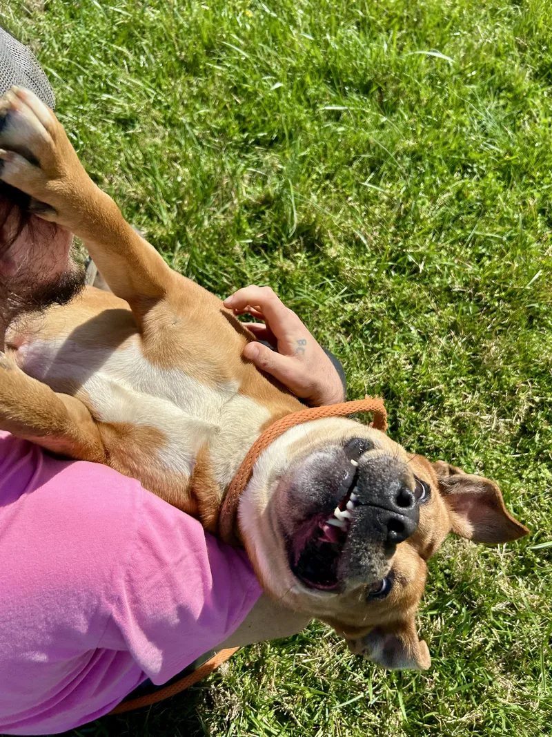 Scoobyaka Scoob thumbnail 2