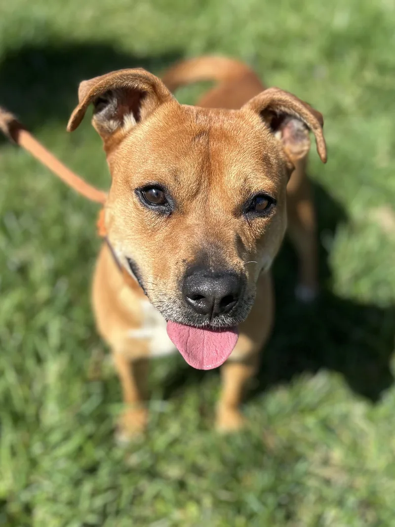 Scoobyaka Scoob thumbnail 6