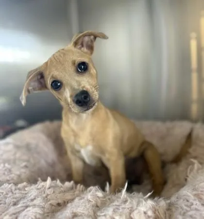 A baby small-sized female Mixed Breed dog named Rella for adoption in Honolulu, HI