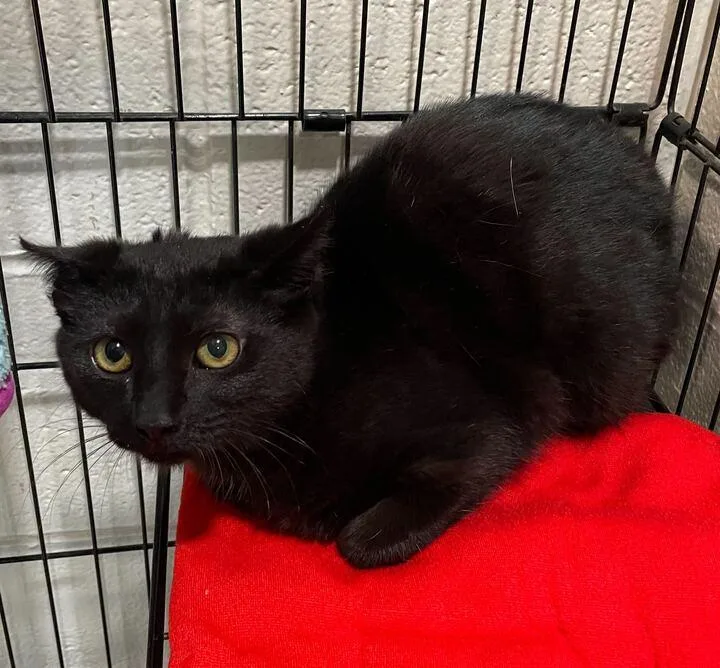 Bugs Bunny thumbnail 2