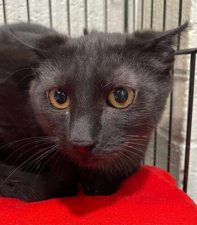 Bugs Bunny thumbnail 3