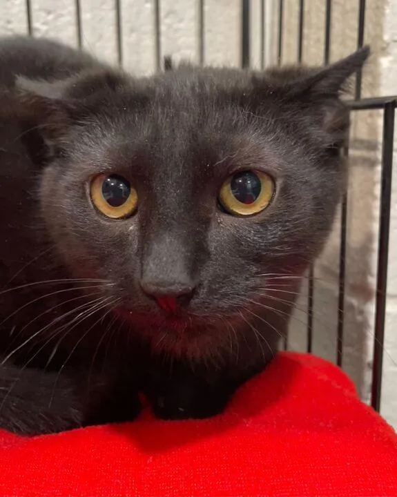 Bugs Bunny thumbnail 4