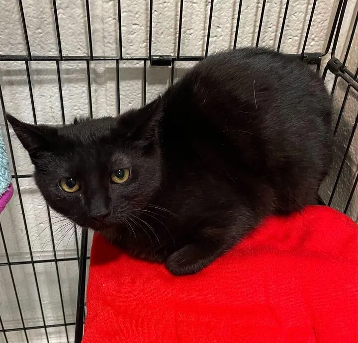 Bugs Bunny thumbnail 5