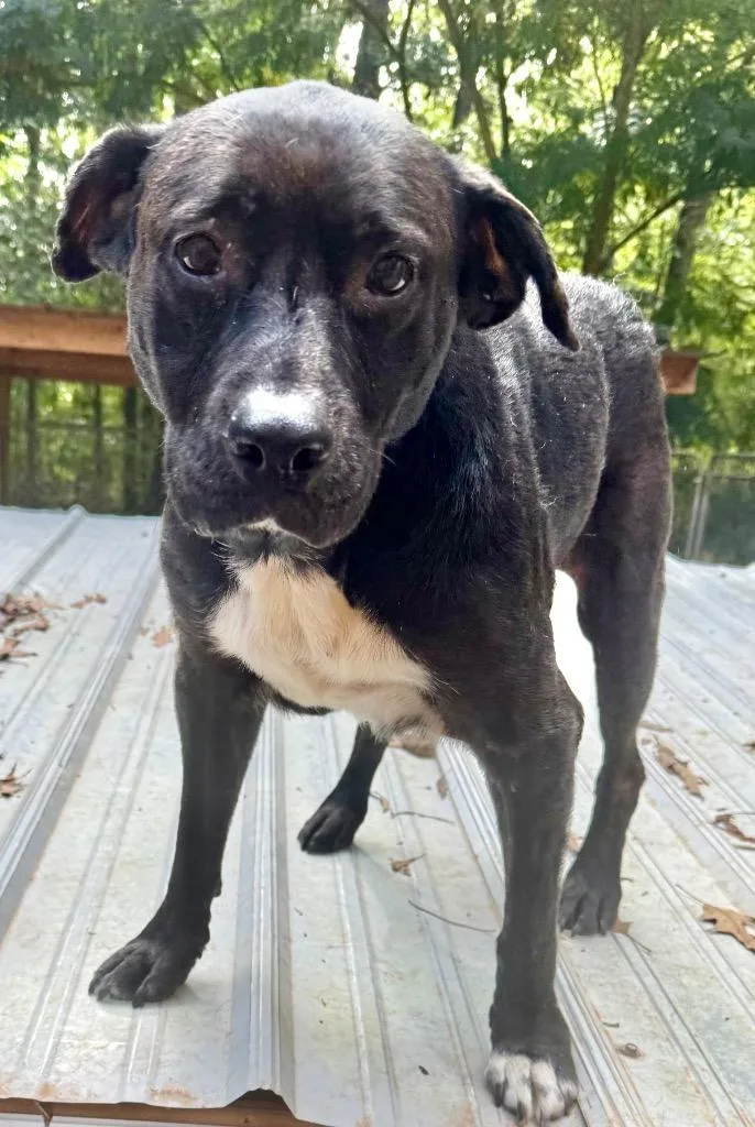 Sister Sadie thumbnail 3