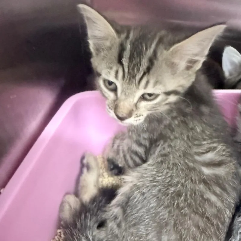 A baby small-sized female Brown / Chocolate Domestic Short Hair cat named Tortellini for adoption in Jupiter, FL