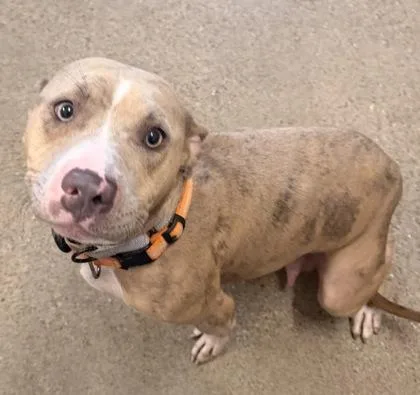 A young medium-sized female Gray / Blue / Silver Pit Bull Terrier dog named Buffy for adoption in Cleveland, OH