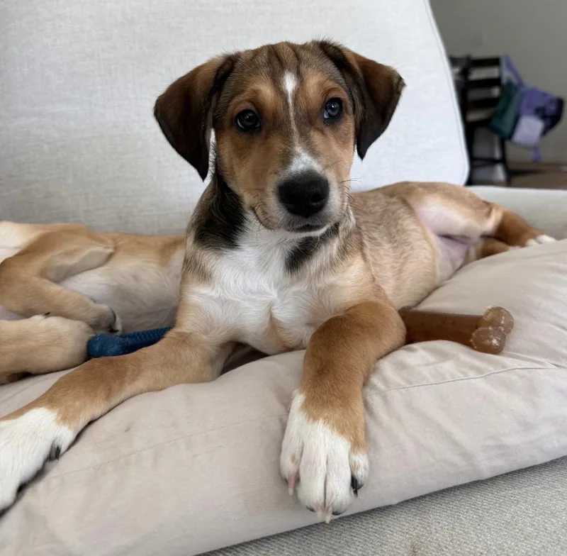 A baby medium-sized male Australian Shepherd dog named Titus East for adoption in Arlington, TX