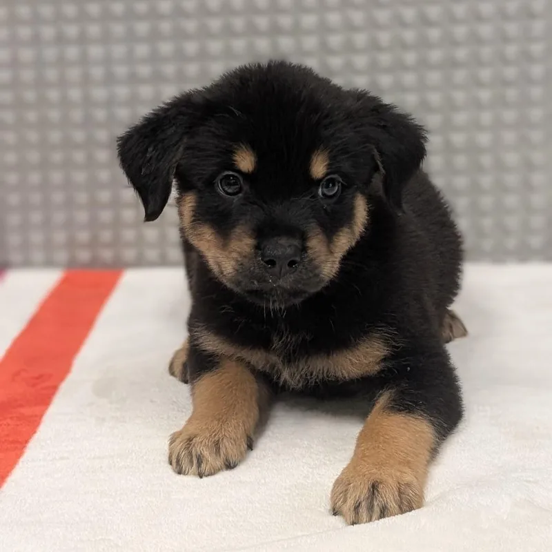 A baby small-sized female Black Mixed Breed dog named Melonberry for adoption in Bryan, TX