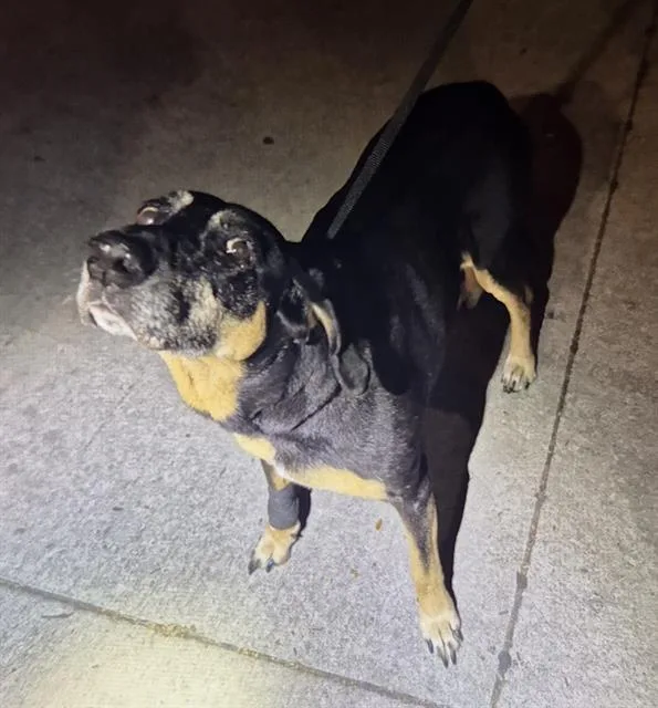 A senior medium-sized female Labrador Retriever dog named Roxy for adoption in San Antonio, TX