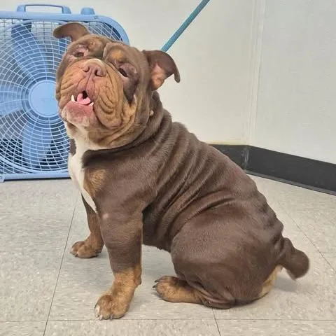 An adult medium-sized female Brown / Chocolate American Bulldog dog named Valkyrie for adoption in Bastrop, TX