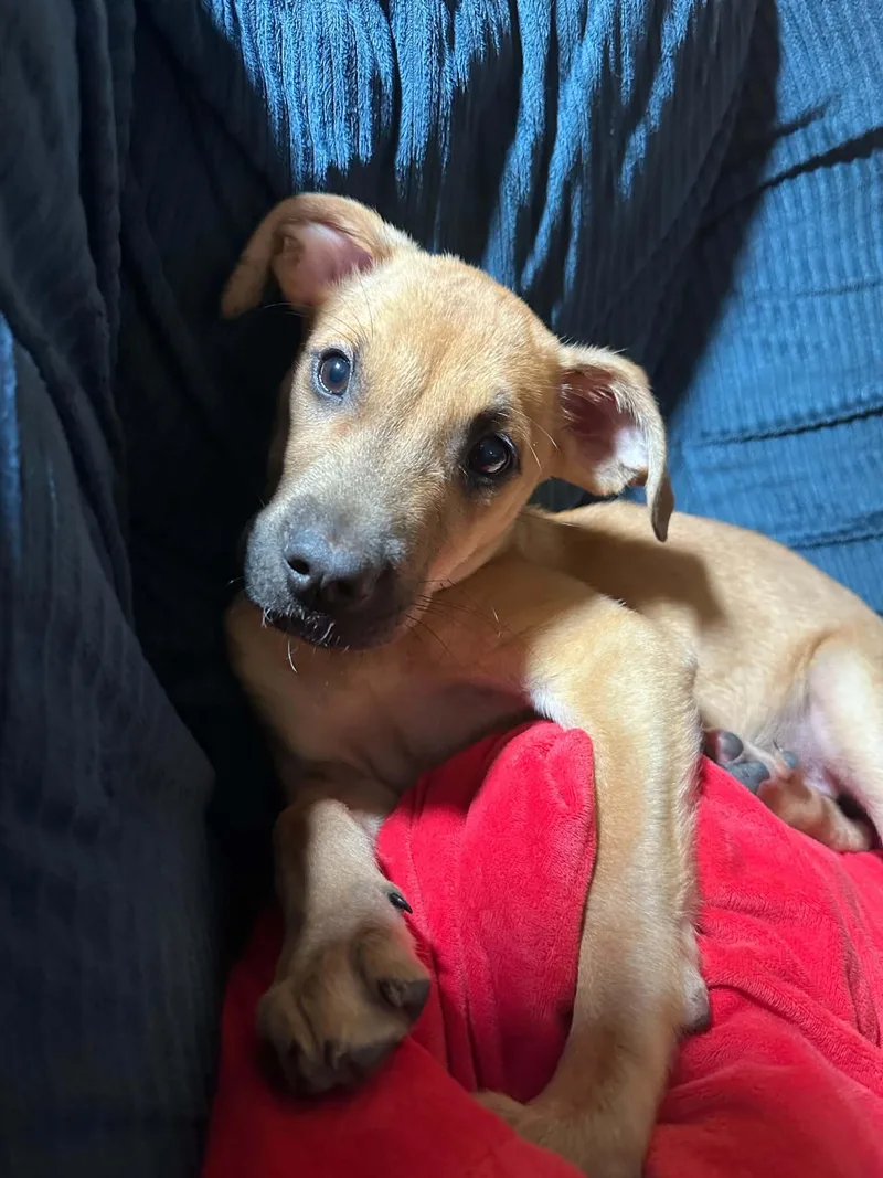 A baby medium-sized female Black Mouth Cur dog named Indi for adoption in Grand Rapids, MI