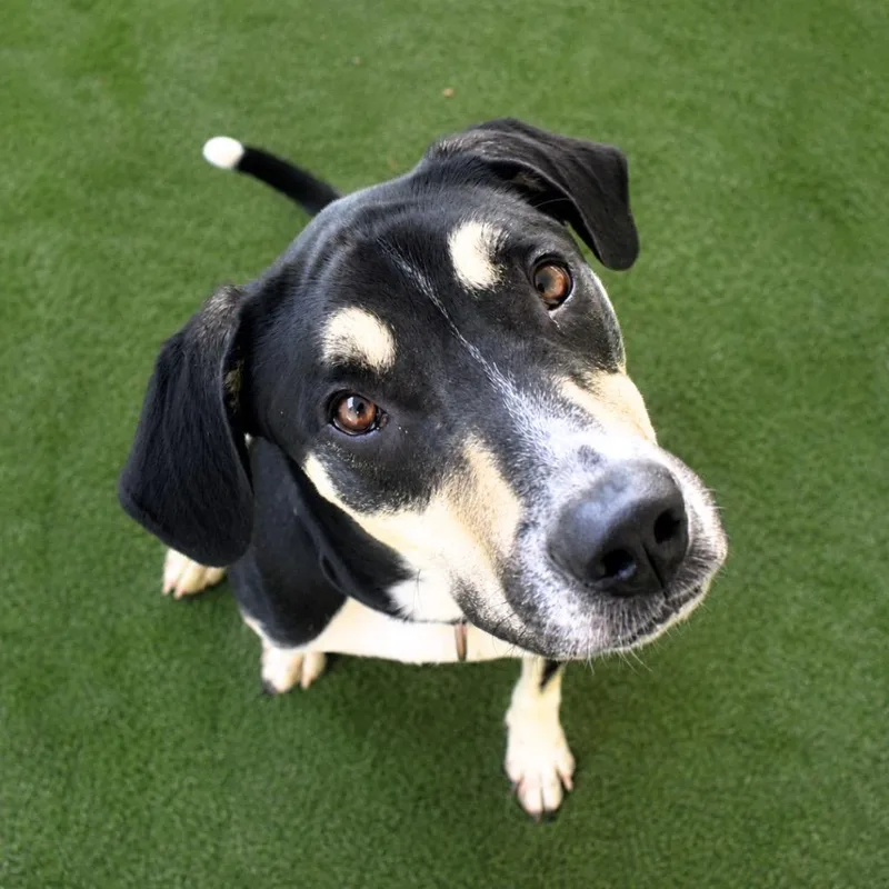 A young medium-sized male Treeing Walker Coonhound dog named Bodhi for adoption in Saint Petersburg, FL